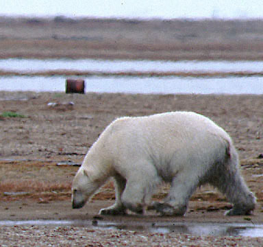 polar-bear.jpg (44109 bytes)